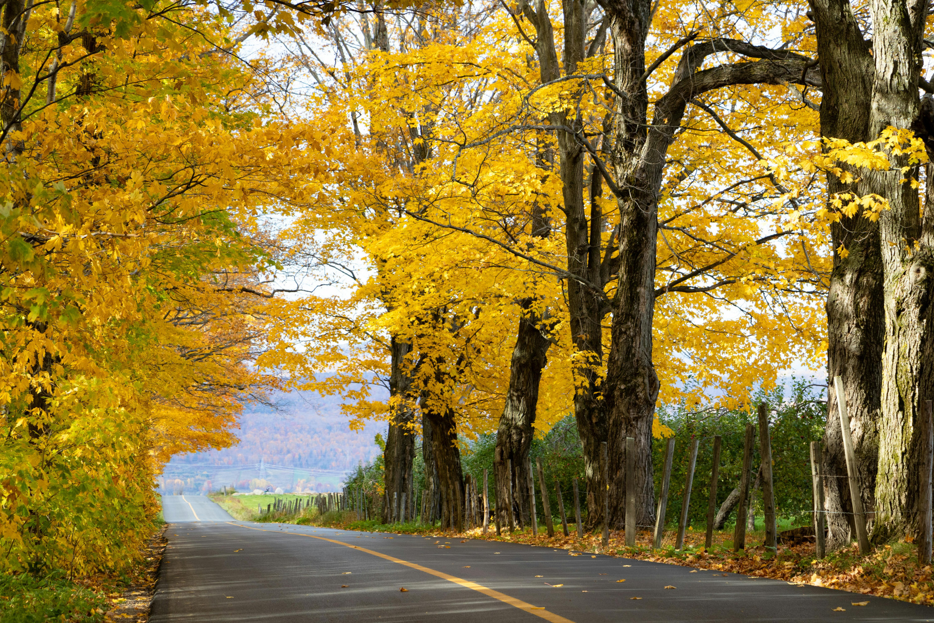 Image représentant la nature au cœur du quotidien à Deux-Montagnes
